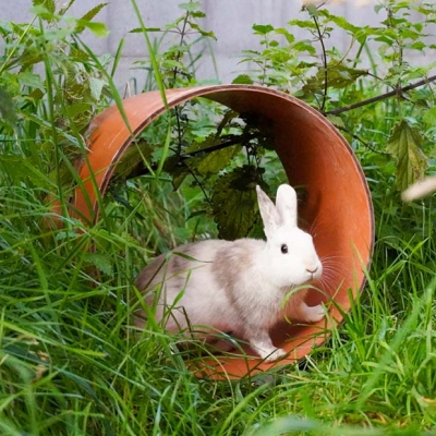 Kaninchen Elfie in einer Versteckröhre umgeben von Gras und Sträuchern