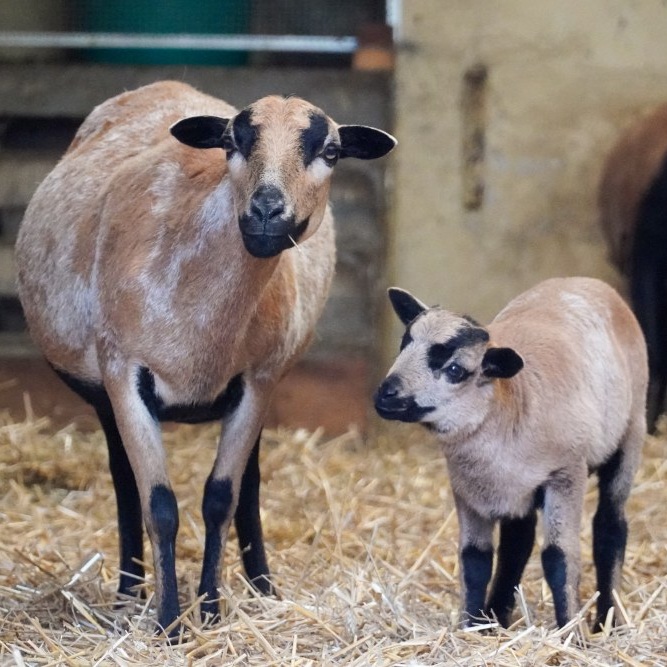 Patenschaft für Merle abschließen