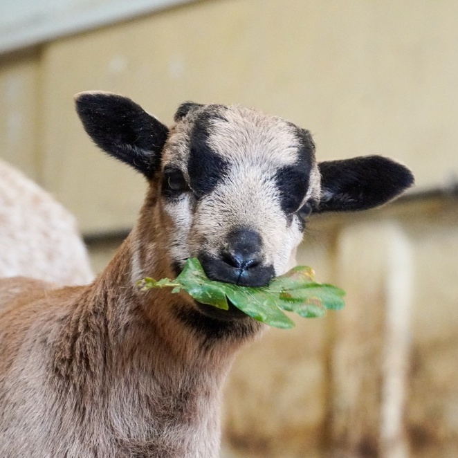 Patenschaft für Merlin abschließen