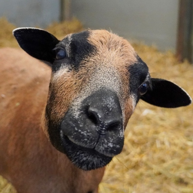 Patenschaft für Norma abschließen