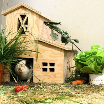 Die Meerschweinchen Rosi & Pittiplatsch in ihrem Zimmer im Land der Tiere umgeben von einem Holzhaus, einer Holzbrücke und einer Schale mit einem Salatkop und anderem Gemüse.