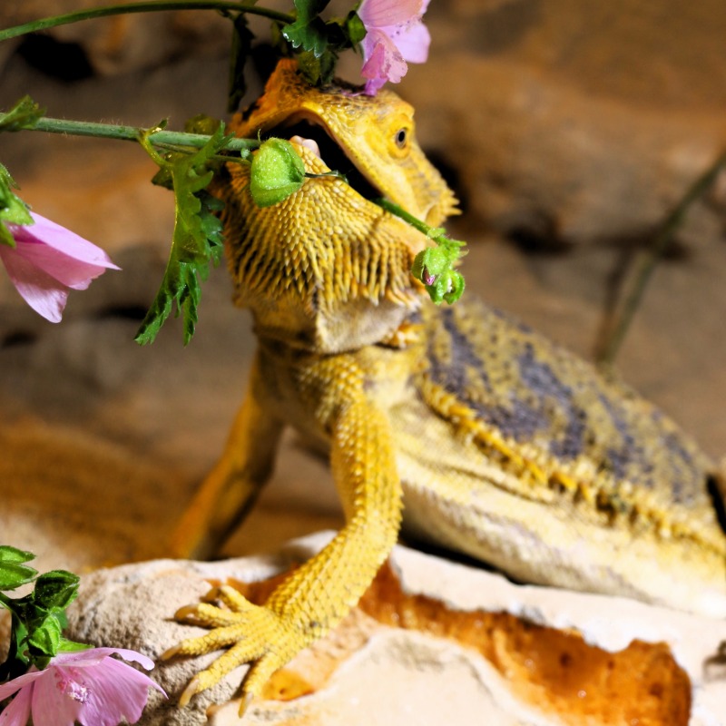 Patenschaft für Schröder abschließen