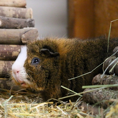 Meerschweinchen Alberti