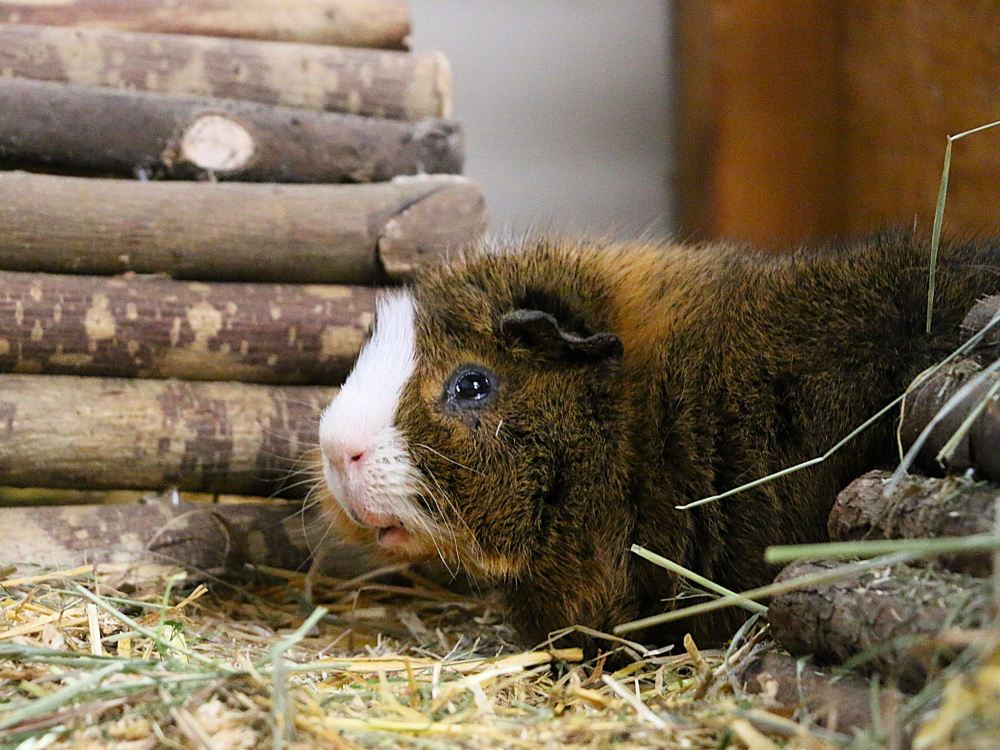 Meerschweinchen Alberti