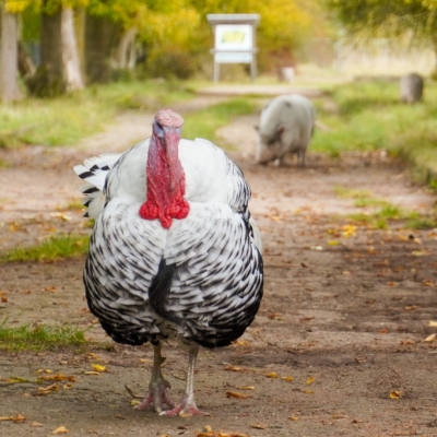 Puter Aljosha und Minischwein Lilli gehen über eine Allee im Land der Tiere