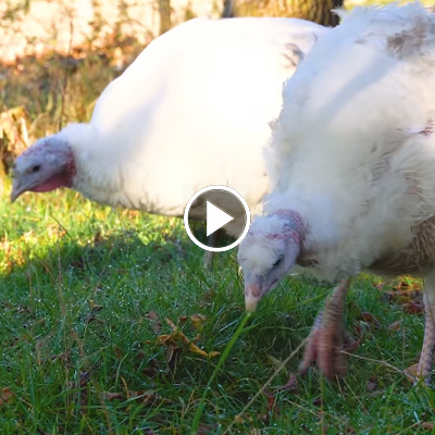 Die Puten Anouschka und Luna laufen über Gras.