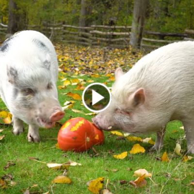 Die Minischweine Eddie und Lilli essen Halloween-Kürbisse