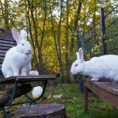 Die Kaninchen Einstein & Friends sitzen auf Sitzmöbeln im Land der Tiere.