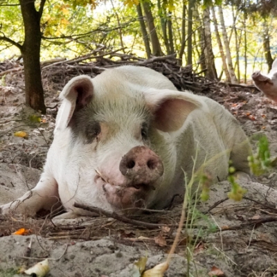 Die Schweine Felix, Knut und Helge liegen auf Sand in einem Wald umgeben von Bäumen im Land der Tiere.