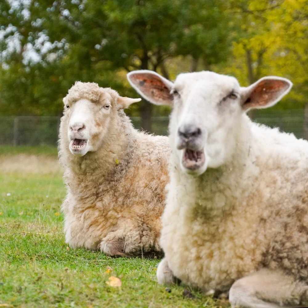 Die Schafe Flausch und Biene liegen nebeneinander auf einer Wiese im Land der Tiere.