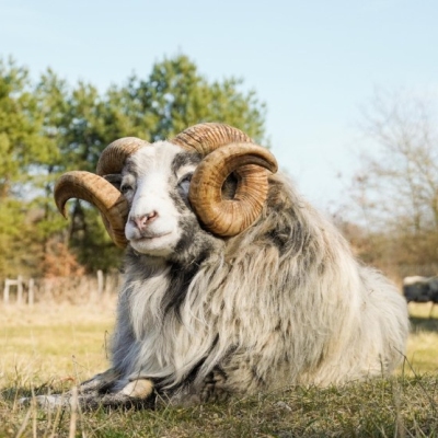 Schafbock Halvar liegt auf einer Wiese. Im Hintergrund sind zwei Ziegen und Bäume zu sehen.