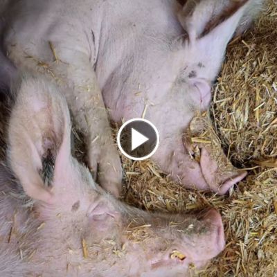 Die Schweinebrüder Hein & Willi liegen im Strohbett