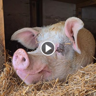 Die Schweine Helge, Knut und Lulu liegen im Stroh