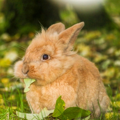 Kaninchen Hoppins isst ist Blatt.