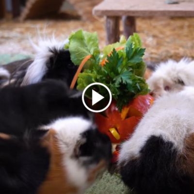 Die Meerschweinchen im Land der Tiere essen einen zu Hallowen verzierten Kürbis.