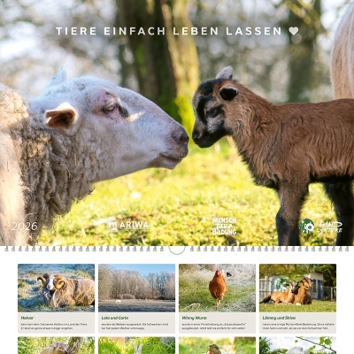 Die Schafe Biene und Lasse auf dem Cover der Land der Tiere Bildkalenders für 2026