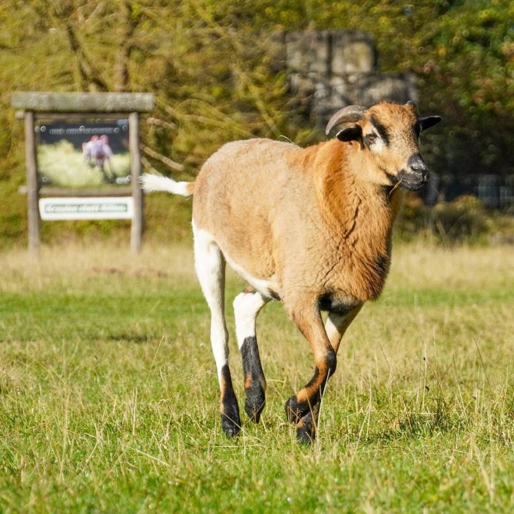 Schafbock Neo läuft über eine Wiese im Land der Tiere