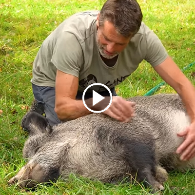 Wildschwein Pippa liegt auf der Seite und lässt sich von Mensch Jürgen kraulen.