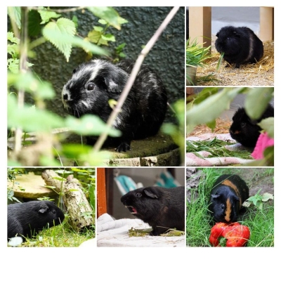 Eine Collage der sechs Waldmeerschweinchen Theodor, Bärchen, Bärtchen, Kevin, Ronny und Dachs
