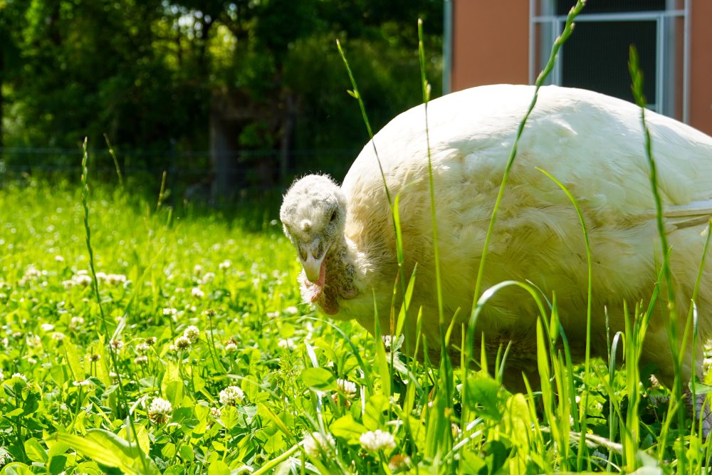 Pute Amelie auf einer Wiese im Land der Tiere