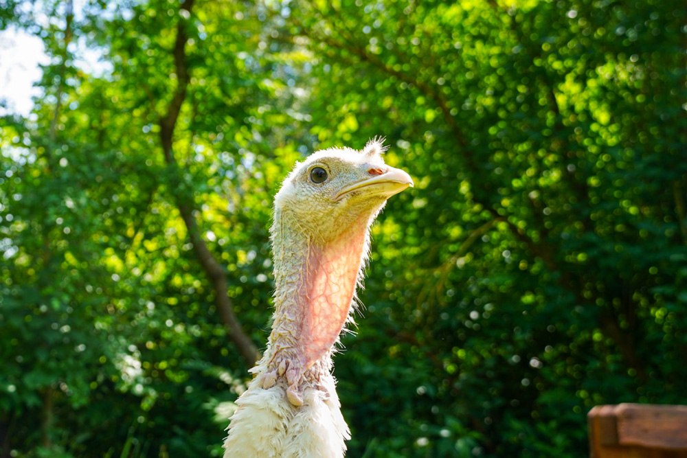 Pute Amelie umgeben von Bäumen und Sträuchern