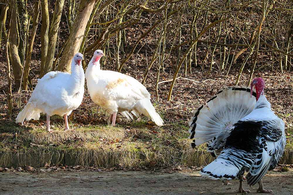 Die Puten Anouschka und Luna