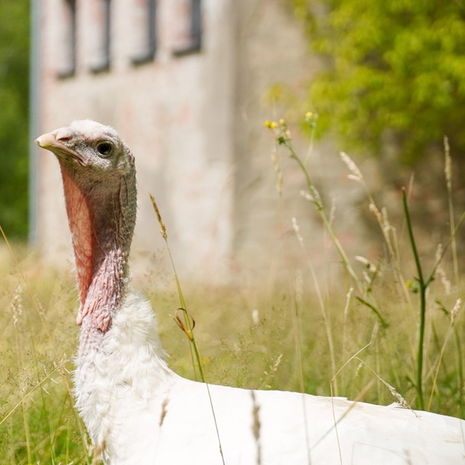 Patenschaft für Anouschka abschließen