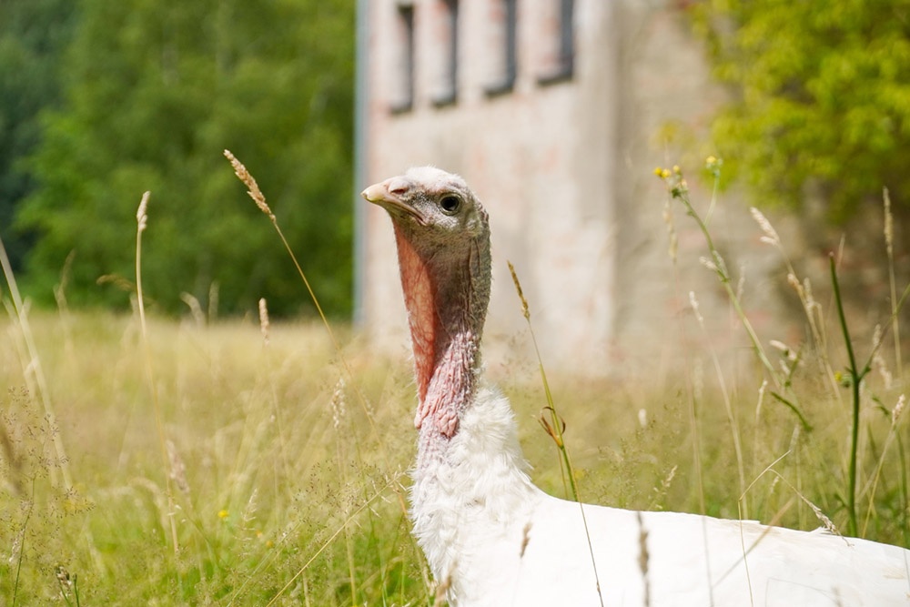 Pute Anouschka auf einer Wiese im Land der Tiere