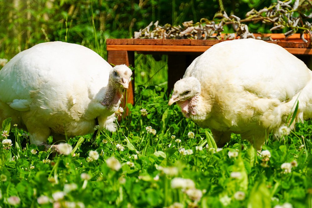 Die Puten Cleo & Amelie auf einer Wiese im Land der Tiere