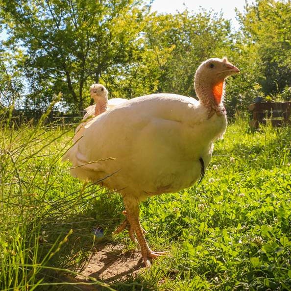 Patenschaft für Cleo abschließen