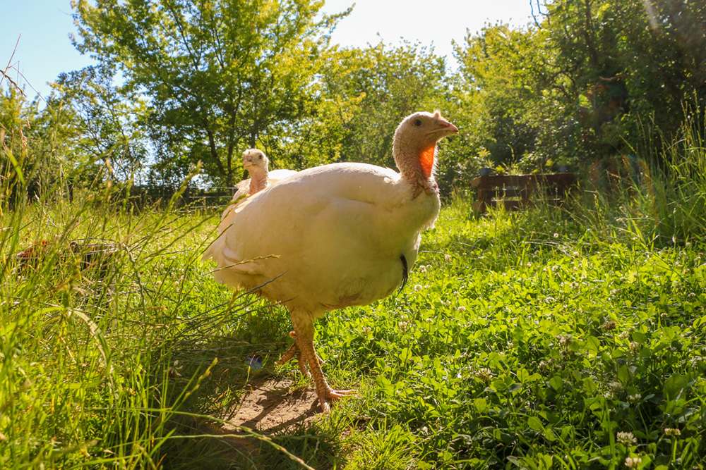 Pute Cleo auf einer Wiese im Land der Tiere