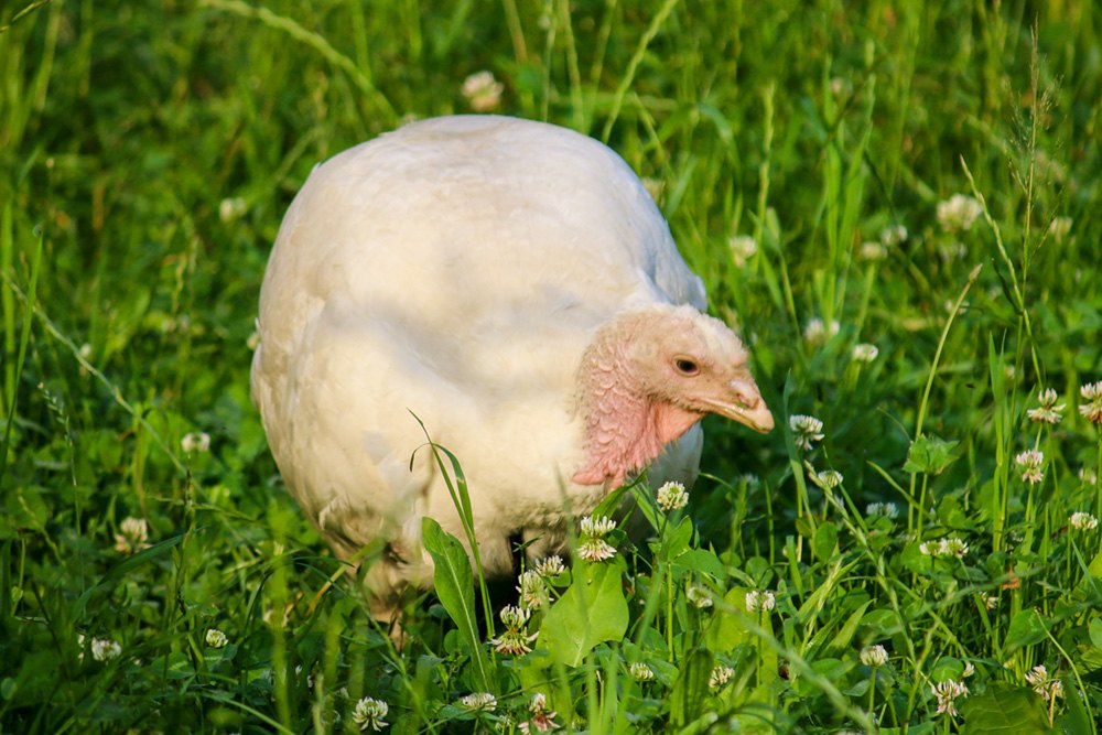 Pute Cleo auf einer Wiese im Land der Tiere
