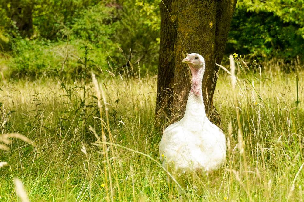 Pute ALunamelie auf einer Wiese im Land der Tiere. Im Hintergrund sind ein Baum und Sträucher zu sehen.