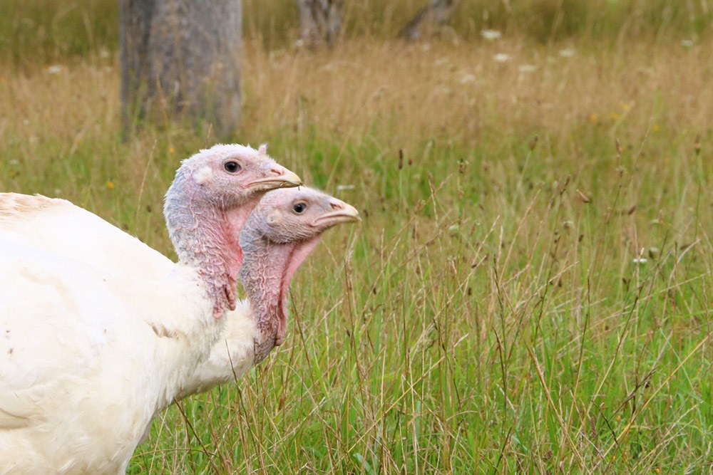 Pute Luna auf einer Wiese im Land der Tiere