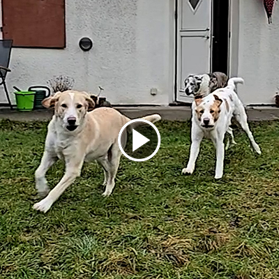 Die Hündinnen Carla, Lola und Muli laufen aus einer Tür über eine Wiese