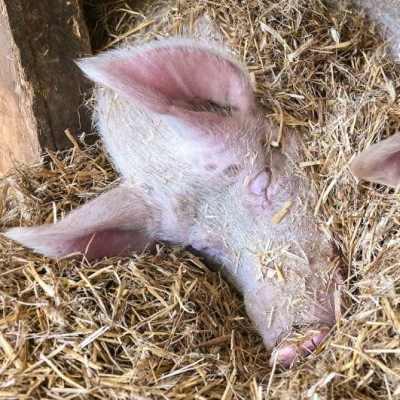 Die Schweine Anni & Rosalie liegen im Stroh