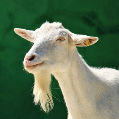 Ziege Bärta vor einer grünen Wand im Land der Tiere