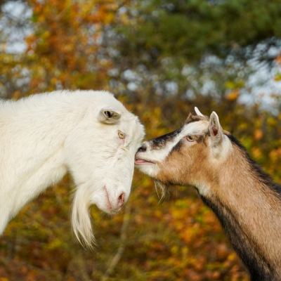 Ziege Bärta und Ziegenbock Johannes von Jessenitz im Profil, Kopf an Kopf.