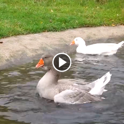 Die Gänse Toni & Nils schwimmen auf ihrem Teich im Land der Tiere