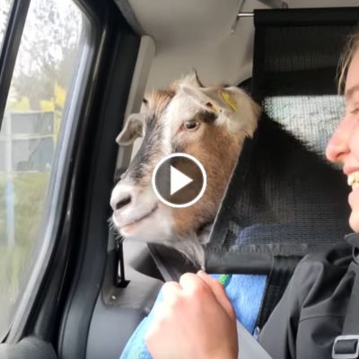 Ziege Johannes von Jessenitz im Kofferraum eines Autos