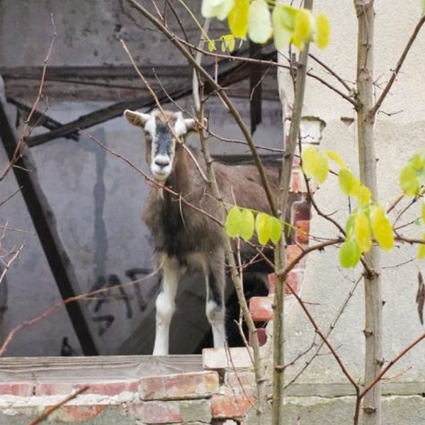 Patenschaft für Johannes von Jessenitz abschließen
