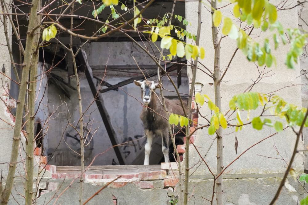 Ziege Johannes von Jessenitz schaut durch ein großes Loch in der Außenwand einer heruntergekommenen Villa