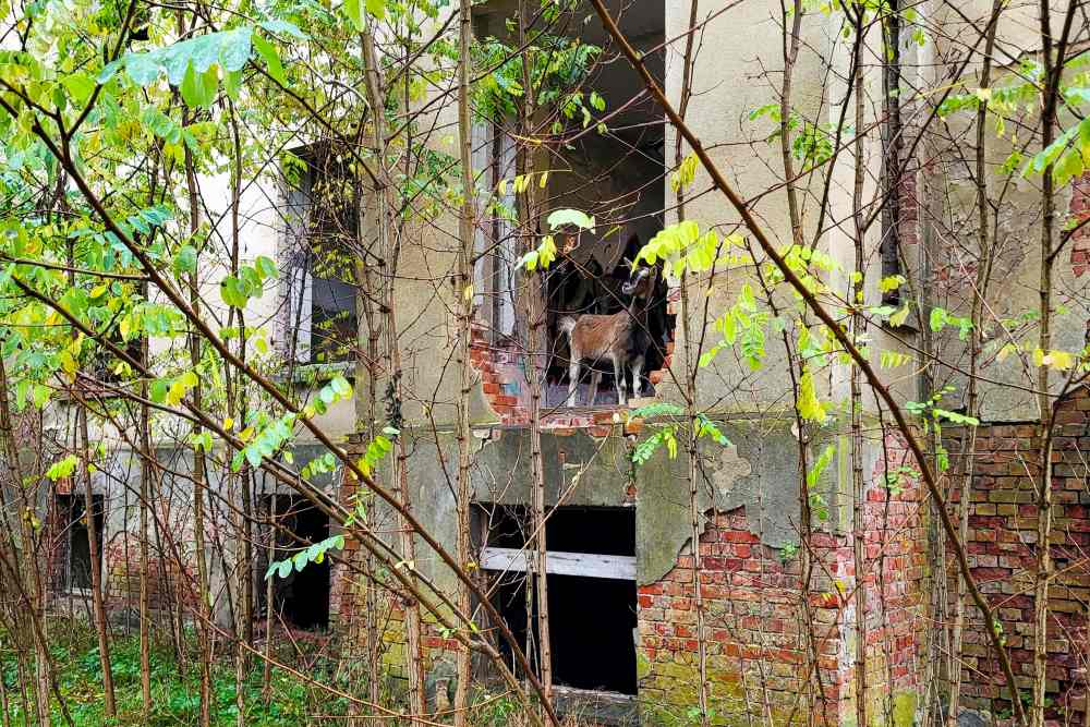 Ziege Johannes von Jessenitz schaut durch ein großes Loch in der Außenwand einer heruntergekommenen Villa