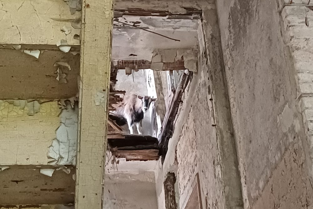 Ziege Johannes von Jessenitz schaut durch ein Loch in der Decke einer verfallenen Villa