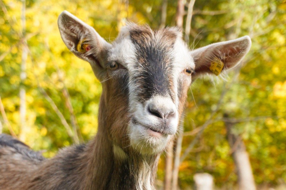 Ziege Johannes von Jessenitz