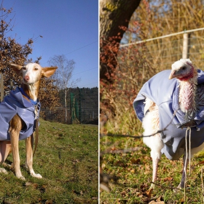 Podenco Joya auf der linken Bildseite. Pute Anouschka auf der rechten Bildseite. Beide tragen einen blauen Mantel.