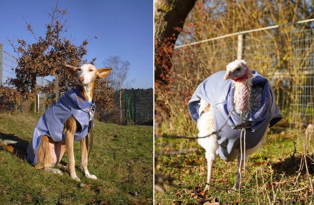 Podenco Joya auf der linken Bildseite. Pute Anouschka auf der rechten Bildseite. Beide tragen einen blauen Mantel.