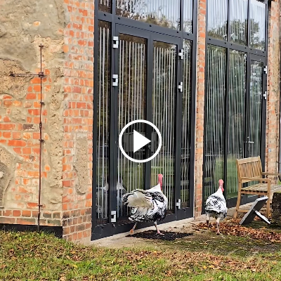 Die Puter Justus & Aljosha betrachten ihre Spiegelbilder in einer Glasscheibe