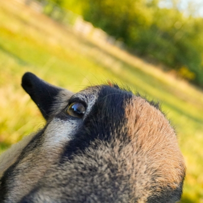 Kamerunschaf Lasse direkt vor der Kameralinse