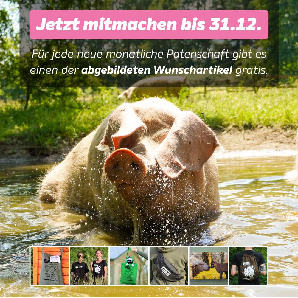 Schwein Hanna sitzt in der Suhle. Darüber der Text "Jetzt mitmachen bis 31.12. Für jede neue monatliche Patenschaft gibt es einen der abgebildeten Wunschartikel gratis" und darunter sechs Bilder von Merch-Artikeln aus dem Land der Tiere.